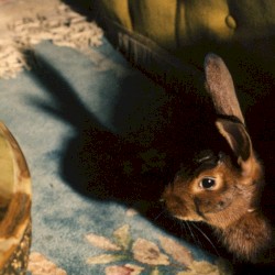 Rabbits Can Swim