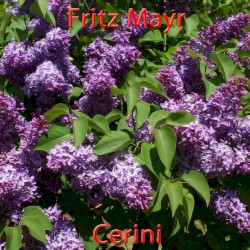 Cerini