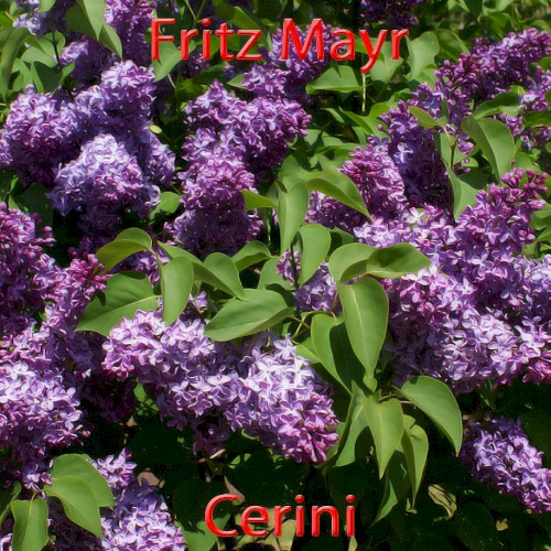 Cerini
