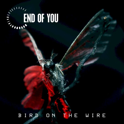 Bird on the Wire