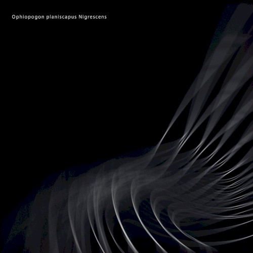 Ophiopogon planiscapus Nigrescens