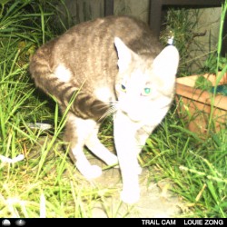 trail cam