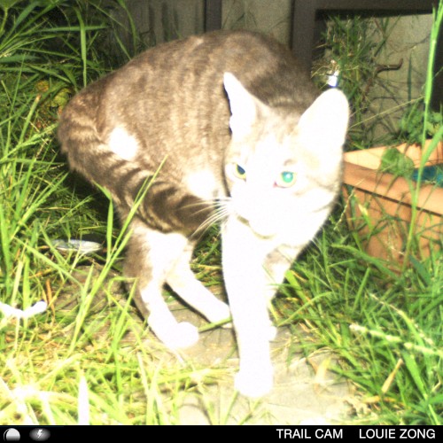 trail cam