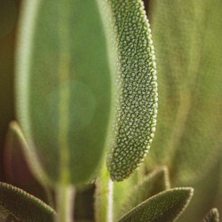 Basil