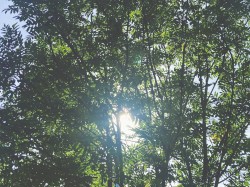 july memories, summer's smiles