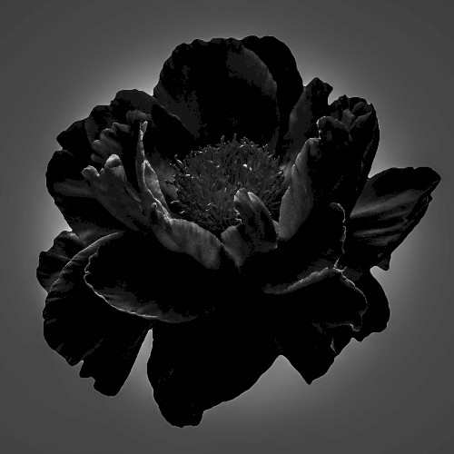All Black