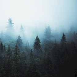 Evergreen