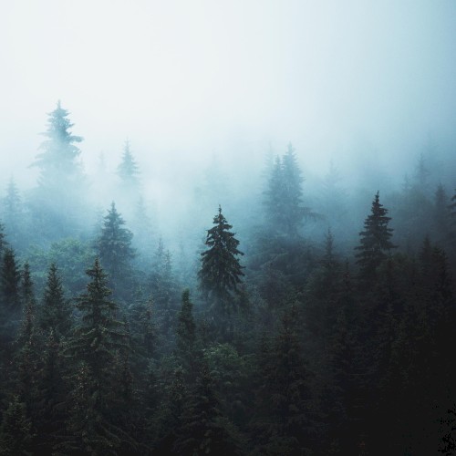 Evergreen