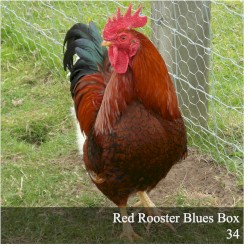 Red Rooster Blues Box 34