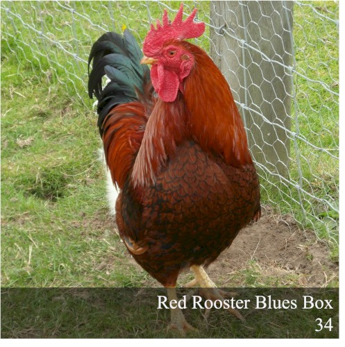 Red Rooster Blues Box 34