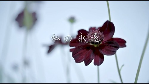 私の永遠