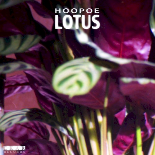 Lotus