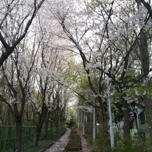 꽃샘추위 (Recurrence)