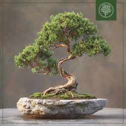 Juniper