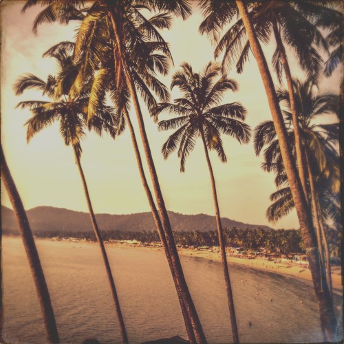 True Palms