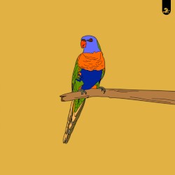 Manakin / Lorikeet