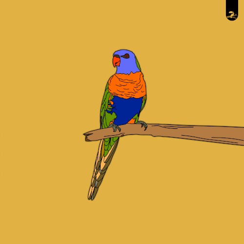 Manakin / Lorikeet