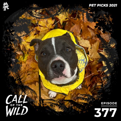 2021-12-01: 377 – Monstercat: Call of the Wild (Pet Picks)