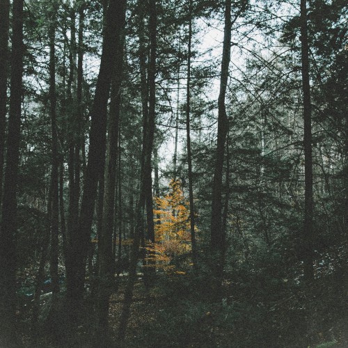 Among the Trees