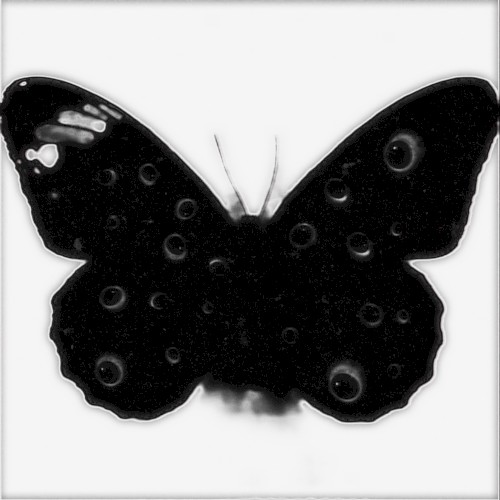 Butterfly Dream