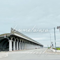 tsumetaiasa