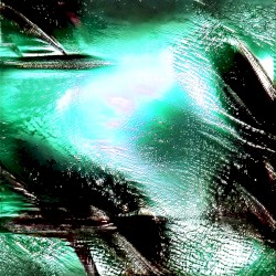 Eucalyptus