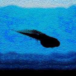 As the Larvae Swim Freely