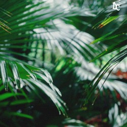 Enchanted Forest