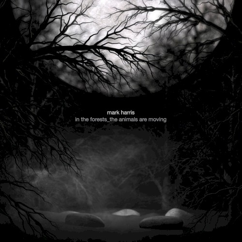 in the forests_the animals are moving