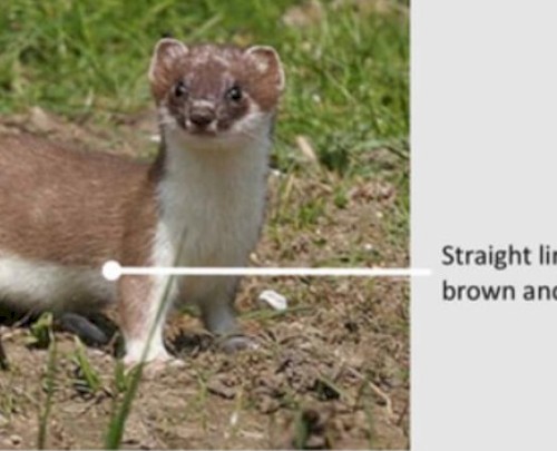 stoatbiscuitt img_7969