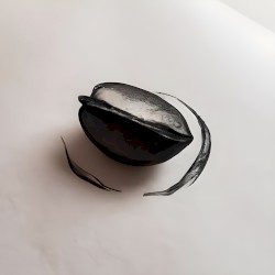 Seed