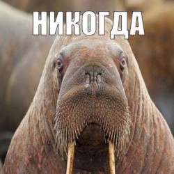 Никогда