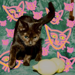 Drop It Like It’s Pop (Alcopop! Records Sampler 2019)