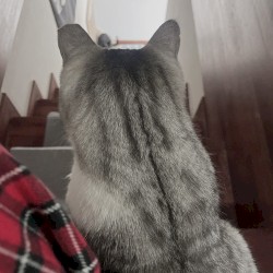 검정과 빨강