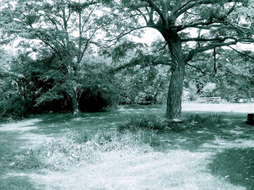 Fields Were the Essence of the Song
