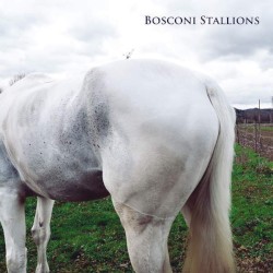 Bosconi Stallions