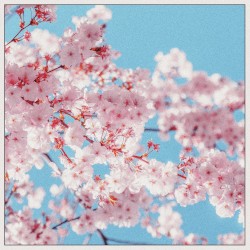 Cherry Blossom