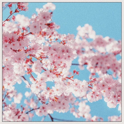 Cherry Blossom