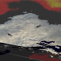 The Dying Blush