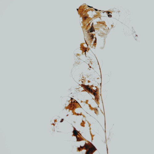 Spring | Worn