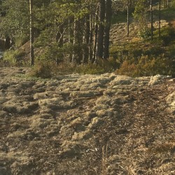 Midnight Sun 5 B