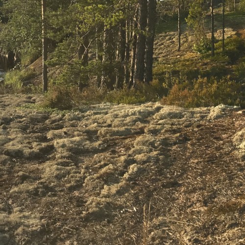 Midnight Sun 5 B