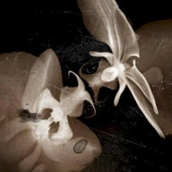 Glimpses