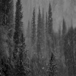 Windswept Stillness