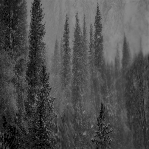 Windswept Stillness