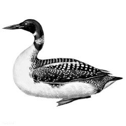 The Wild Duck