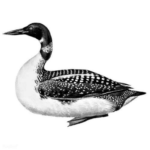 The Wild Duck