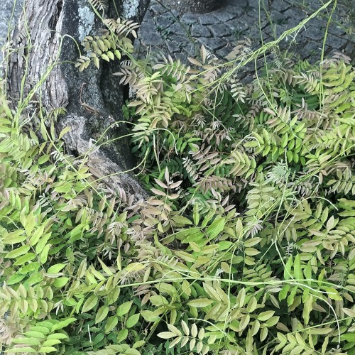 ambient kyoto 0018