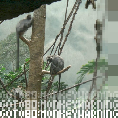 Monkeywarning