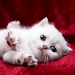 Kittens